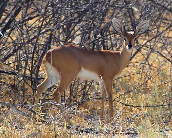 Auch nicht einfach abzulichten: Das Damara Kirkdikdik.
