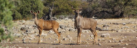 Famlie Kudu