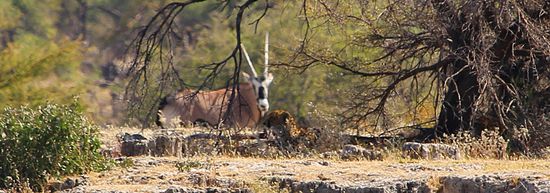 Oryx mit Blick auf Geparden (liegt am Boden, ihr seht nur den Kopf)