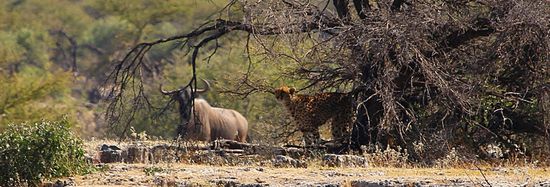 ...plötzlich nicht mehr so entspannt...Cheetah in Angriffslaune.