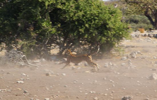 ...jetzt nur noch 80 Km/h...und trotzdem nicht viel schärfer...sorry 