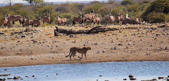 ...auch die schnellsten Beine garantieren keine Beute...erfolglos zurück am Wasser...