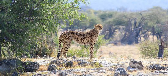 Jetzt mal in seiner ganzen Pracht...im Laufe der 5 Stunden kam er immer näher...