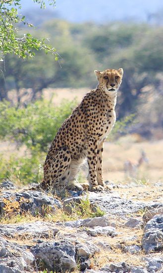 ...auch so sehr majestetisch...