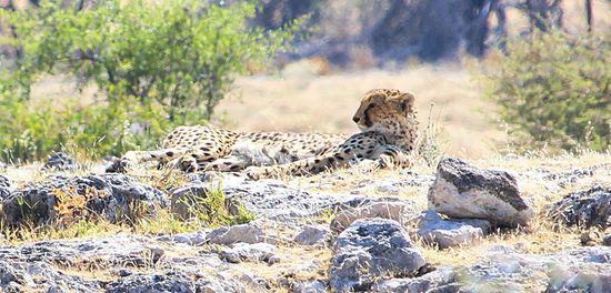 ...och, kann auch ganz kuschelig aussehen...vielleicht doch als Hauskatze tauglich?