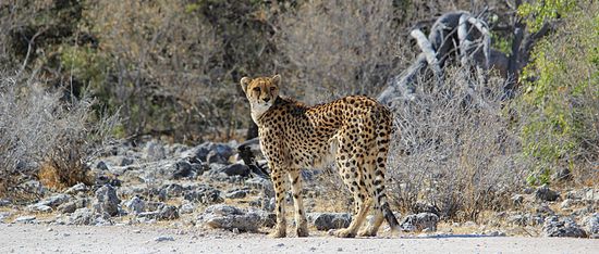...auf Wiedersehen, du süßes "Kätzchen" und Tschüß Etosha - wir sehen uns bestimmt bald wieder!