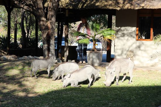 ...und zum Abschied kam die Schweinefamilie nochmal zu Besuch...so schnell, wie sie erschienen, waren sie auch wieder verschwunden.