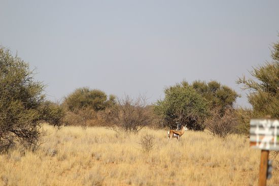 Von der Wüstenwanderung mitgebracht: das Suchbild "Finde den Springbock!