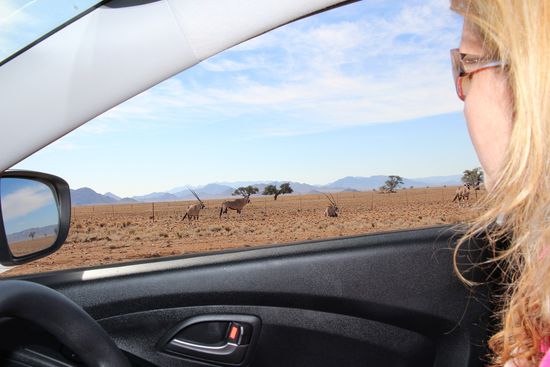 Auto mit Aussicht auf Oryxantilopen-Herde