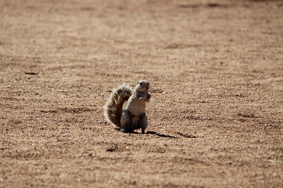Nicht Erdmännchen, nicht Eichhörnchen - dies ist ein Erdhörnchen (steht so im  Reiseführer - wirklich!)
