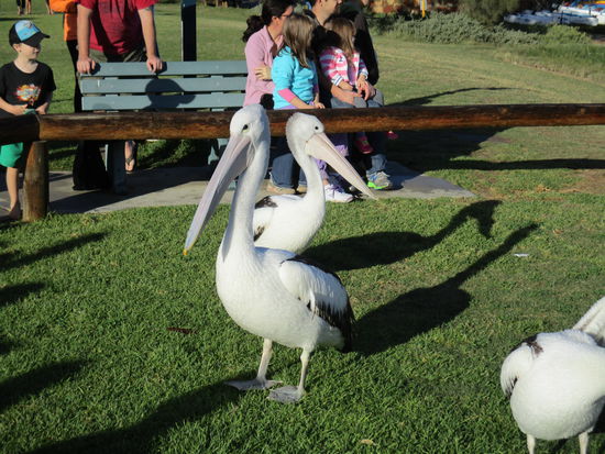 Pelican Feeding @ Kalbarri