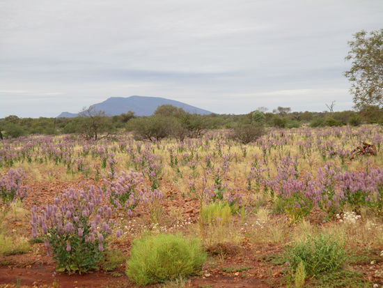 Erster Blick auf den Mt Augustus...