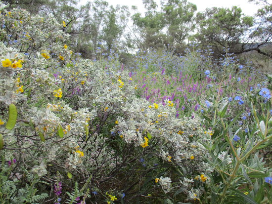 Farbenprächtige Wildflowers im NP...