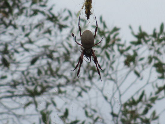 ... und auch die Fauna ist vertreten 