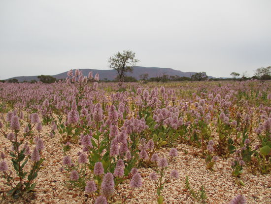 Mulla Mulla Wildflowers - bye bye Mt Augustus, it was a pleasure to meet you!