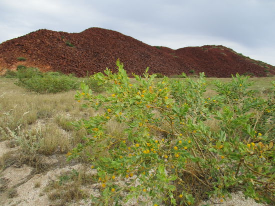 Murujuga NP @ Burrup Peninsula