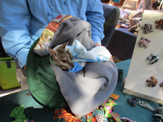 Ein Joey in Broome 