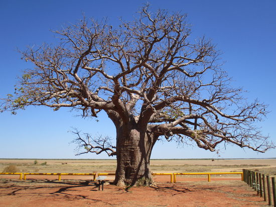 Riesiger Boab Tree @ Derby
