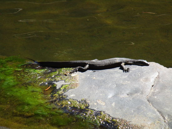 Wir sind allerdings nicht die einzigen Besucher 