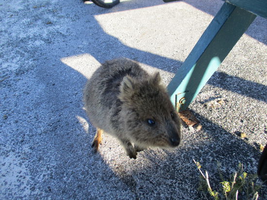 Das erste Quokka...