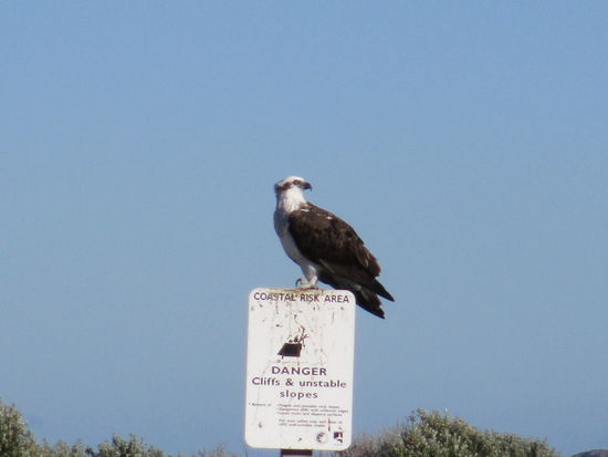 Aber es gibt auch andere Tierchen hier...