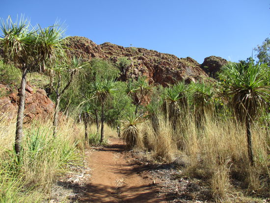 Am Jarnem walk @ Keep River NP. Es geht durch Palmen...