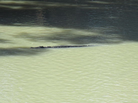 ... und zu dem man NICHT durch en East Alligator River hinüberschwimmen sollte... 