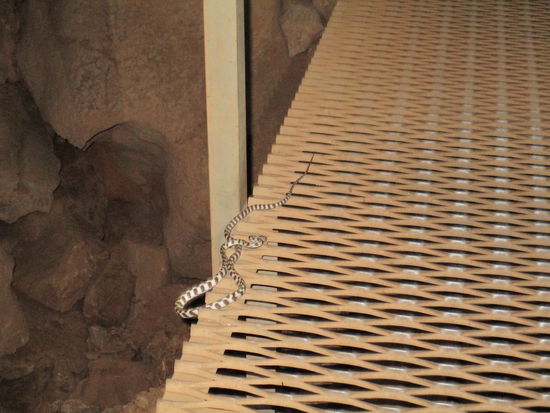 Angeblich "nicht so giftig"... ausprobieren wollten wir es nicht 