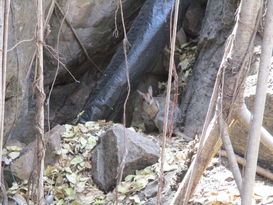 Ja wer wartet denn da am Höhleneingang auf uns? Ein Rockwallaby 