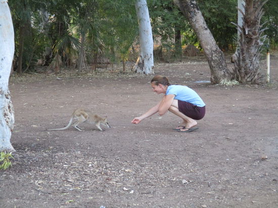 Ein Besucher am Campground... fragt sich nur wer hier der Besucher ist 