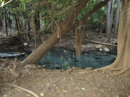 Thermal Pool @ Mataranka Homestead...