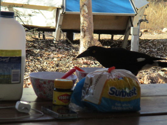 Vom Frühstück der Nachbarn ist nicht viel übrig geblieben... die Vögel waren schneller... 
