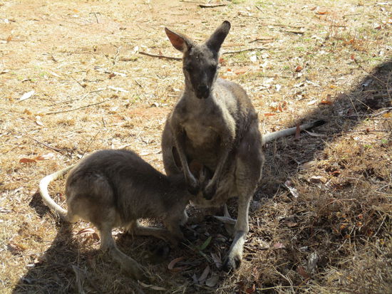 Ja bei der Mama im Beutel ist alles vorhanden...