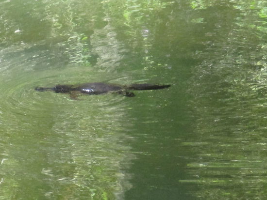 Platypus @ Ravenshoe