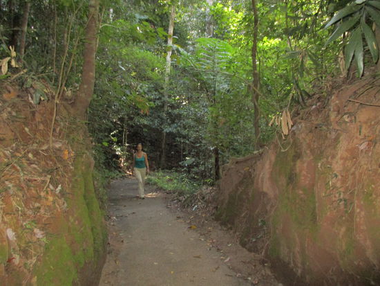 Walking im Urwald...