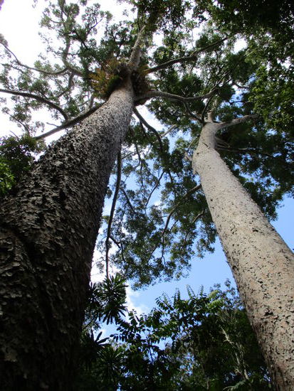 ... mit mächtigen Bäumen drum herum 
