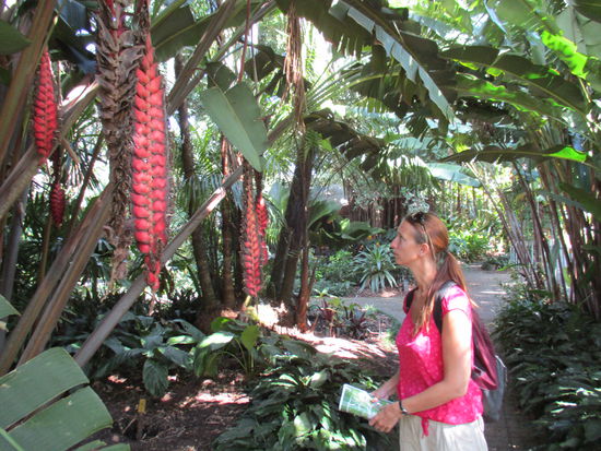 Staunend im botanischen Garten 