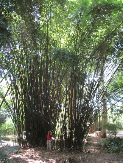 Unglaublich wie groß der Bambus hier ist...