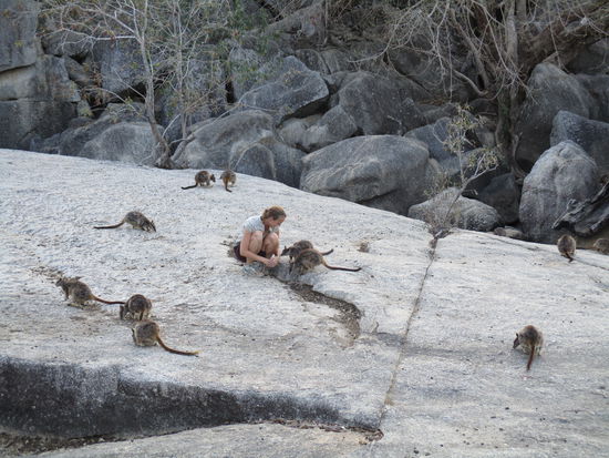 ... den darunter liegenden Felsen mit seinen vielen Rockwallabies 