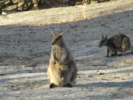 ... und auch das Kleine schaut sehr interessiert, dass sich sein Bruder...