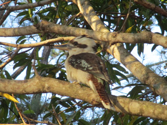 Kookaburra