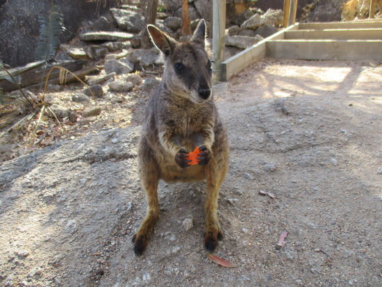 Ist das nicht süß?