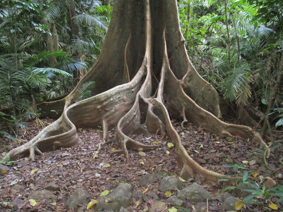 @ Nandroya Falls Walk