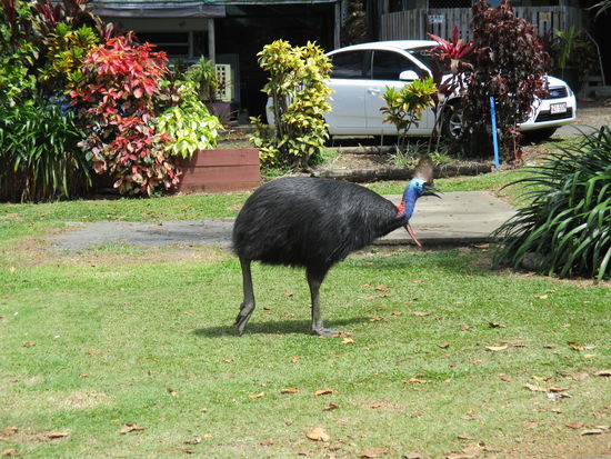 Kasuar @ Etty Bay