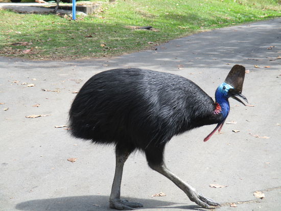Beeindruckend - es gibt angeblich nur mehr weniger als 1.000 Tiere. Das ist nicht mehr viel...