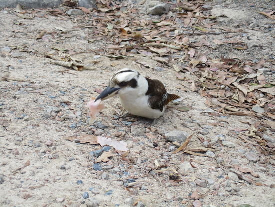 Da wird mein Schinken verputzt...