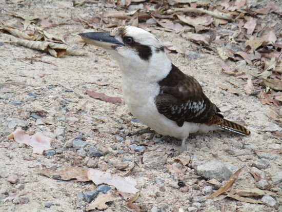 ... von diesem gierigen Vogel!!! 