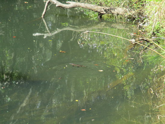 Platypus @ Broken River