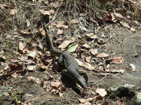 Nette Zunge hat der Waran 