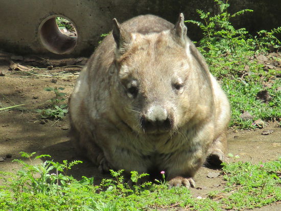 Wombat @ Rockhampton Zoo